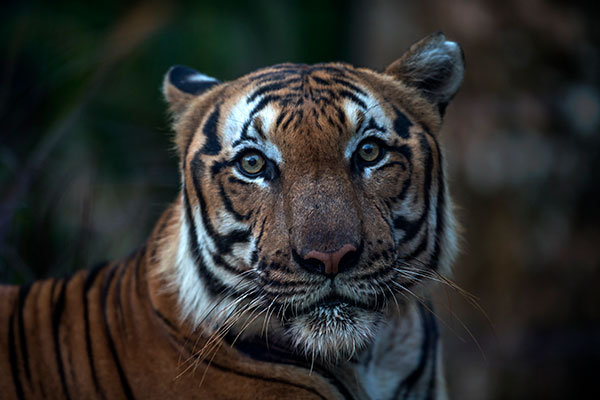tiger staring at camera
