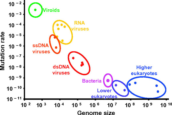 Relationship between mutation rate per nucleotide site