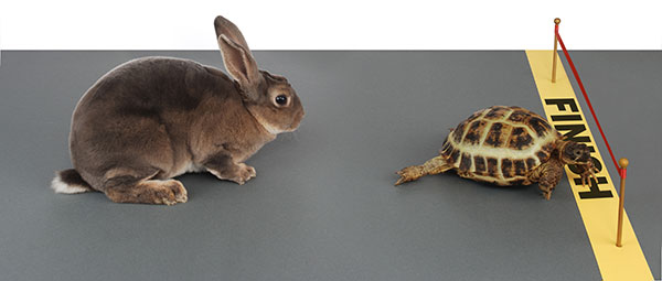 slow and steady wins the race slow and steady wins the race