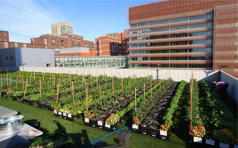 Rooftop garden at Boston Medical Center