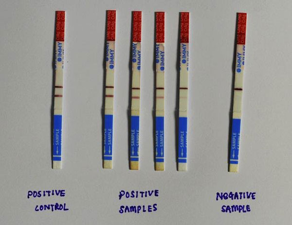 Test-strips-of-IMMY-Cryptococcal-Antigen-Lateral-Flow-Assay-kit-LFA
