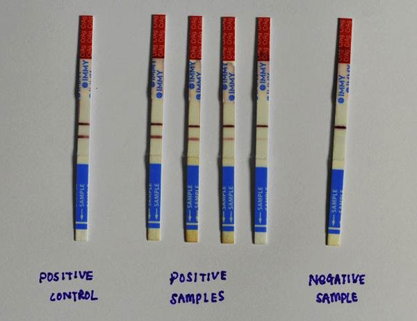 Test-strips-of-IMMY-Cryptococcal-Antigen-Lateral-Flow-Assay-kit-LFA_CQC Test-strips-of-IMMY-Cryptococcal-Antigen-Lateral-Flow-Assay-kit-LFA