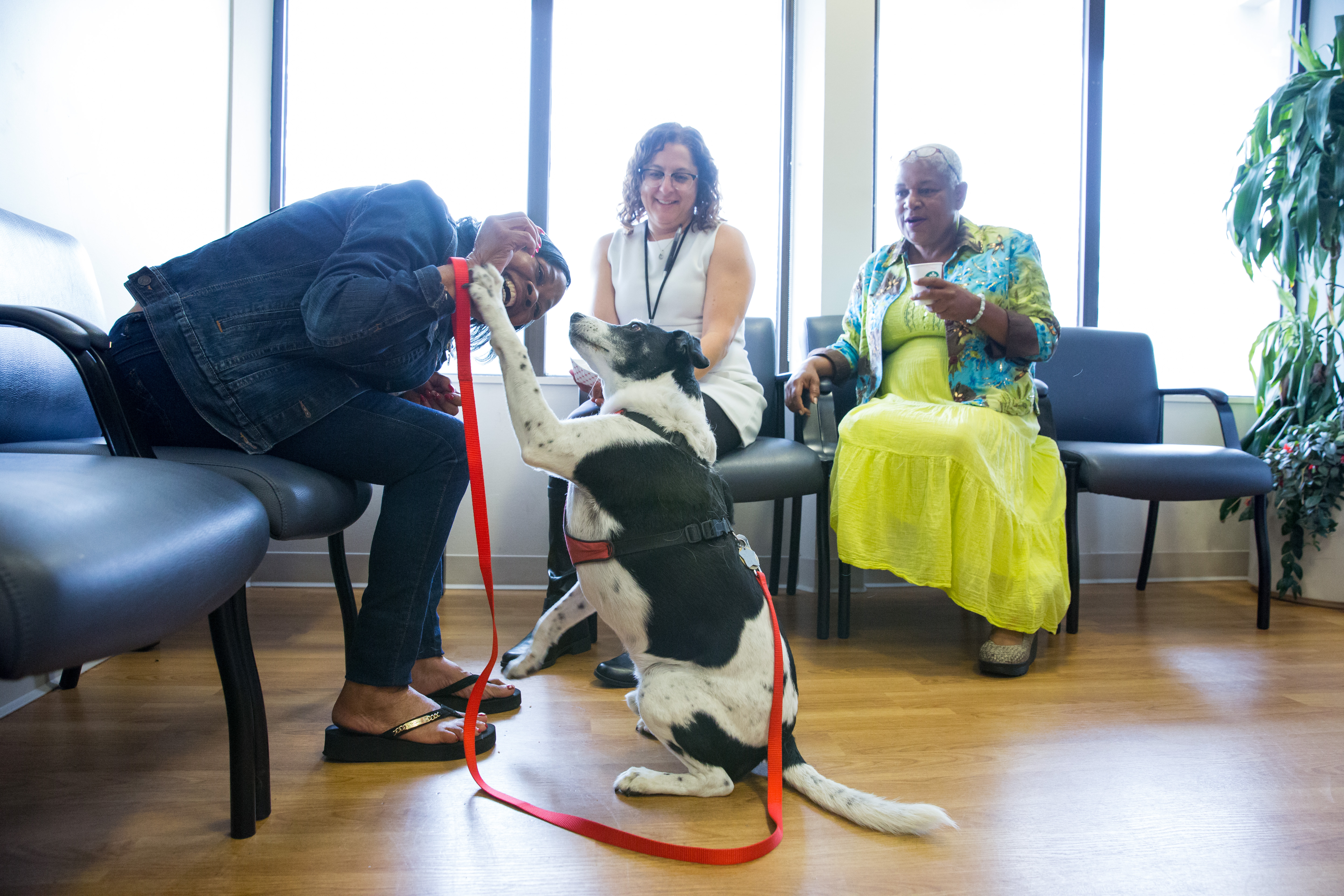 ucsf 20160622 therapy-dog-selects 004