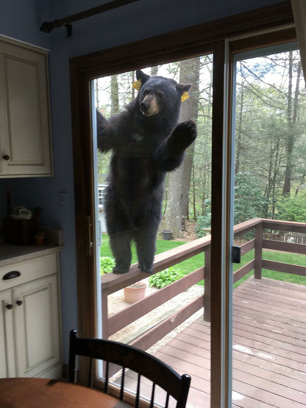 bear peeping in the house