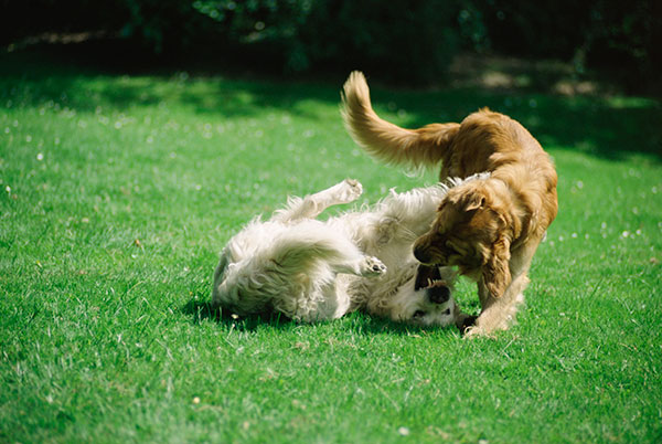 dogs playing together