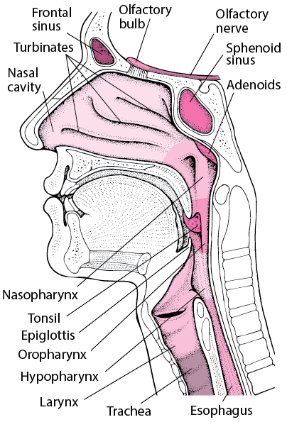 Anatomy Of The Ear Coloring Answer Key Biology Corner - Human Anatomy