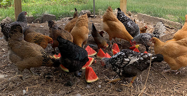 chickens eating watermelon