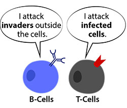 B cell T cell cartoon
