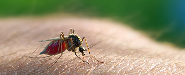 mosquito_cqc mosquito