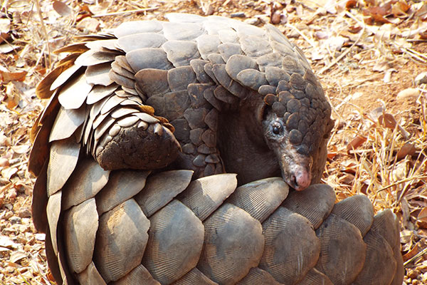 Pangolin