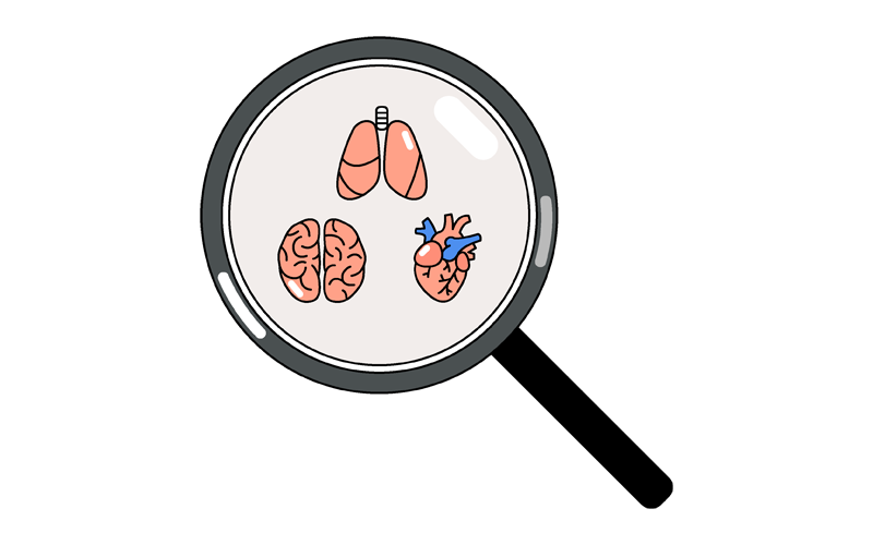 Magnifying glass with various organs inside