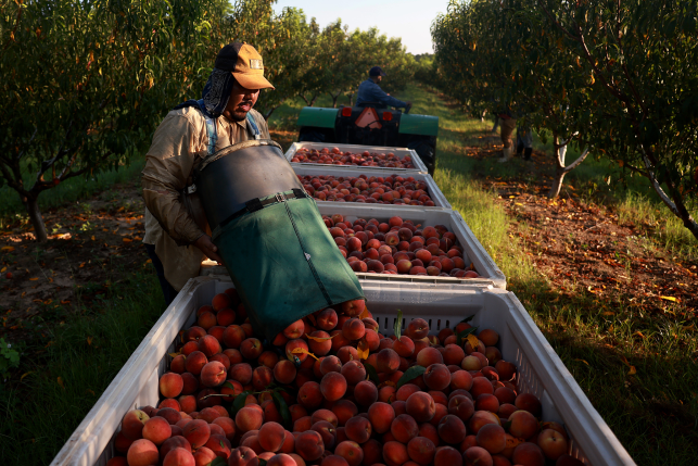 Man pours peaches into box in orchard