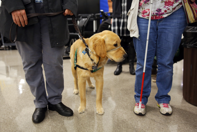 Dog and two peoples legs