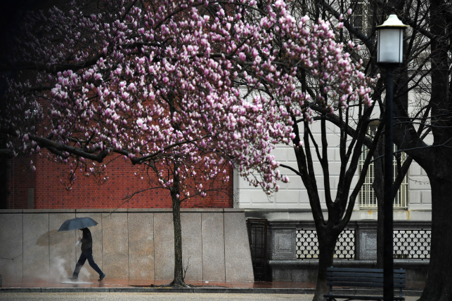 An umbrella-clad pedestrian walks along Madison Place N.W. near the White House