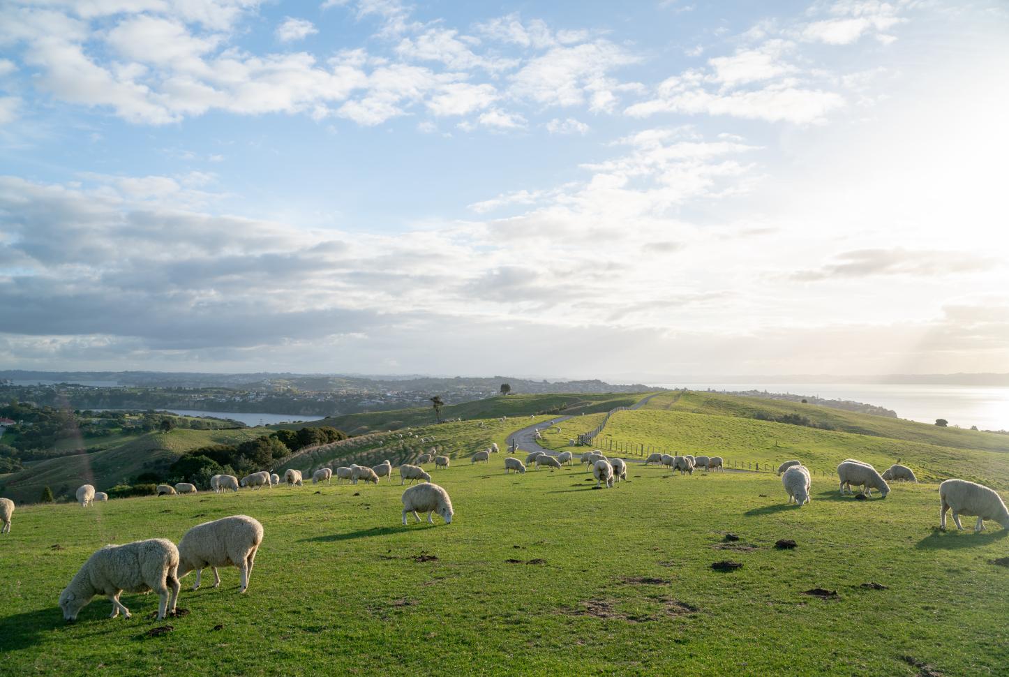 New Zealand