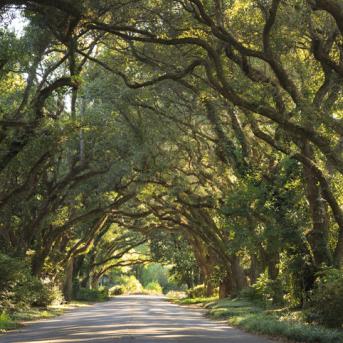 View of alabama trees