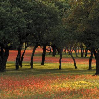 View of Texas paintbrush and bluebonnets beneath Oak trees in Texas Hill Country