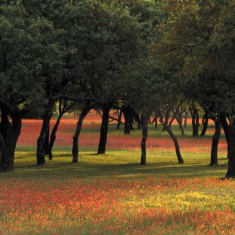 View of Texas paintbrush and bluebonnets beneath Oak trees in Texas Hill Country